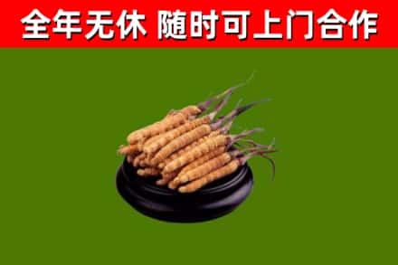 阿拉善回收冬虫夏草