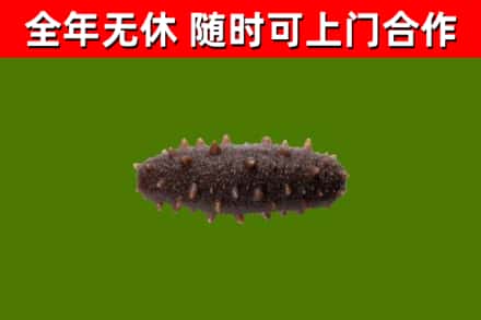 阿拉善回收海参干